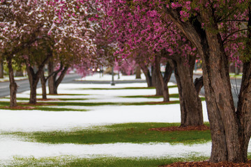 Snowy pink rows of trees