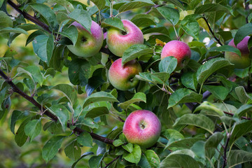 Apple Tree - October