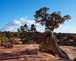 An Unusual Tree Grows on the Edge of the Grand Canyon