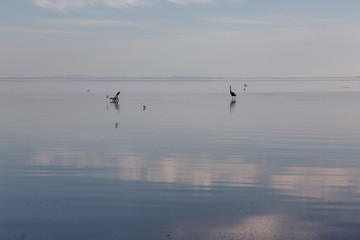 Salton Sea Birds