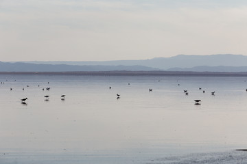 Salton Sea Birds