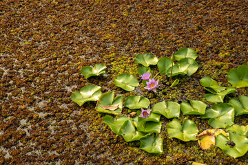 a pond almost fully covered by numerous water lettuce and several water lily flowers