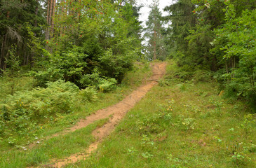 Pathway in deciduous forest at summer day.