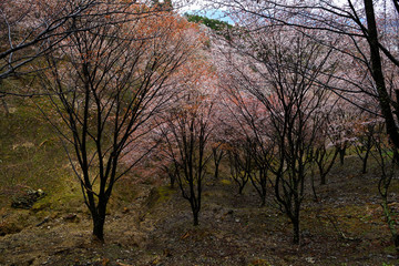 Fototapeta na wymiar 吉野山のシロヤマザクラ、吉野の山桜