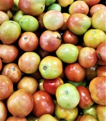 tomatoes 