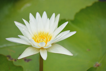 A beautiful white lotus in a big pool