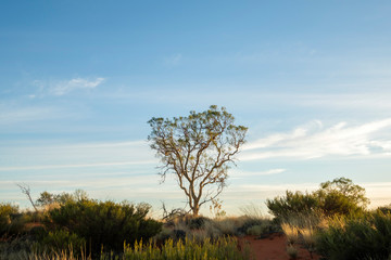 Fototapeta premium Lone tree at sunrise, Uluru-Kata Tjuta National Park, NT, Australia