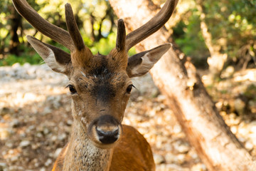 Extreme closeup portrait of majestic powerful young red deer stag in nature