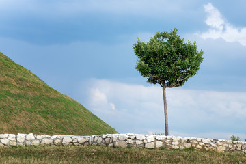 samotne drzewo przy kopcu Krakusa - obrazy, fototapety, plakaty