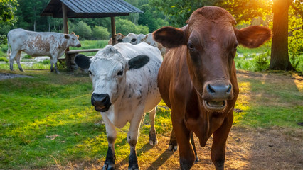 cows in the summer