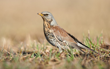 Wild thrush (Turdus pilaris) close up