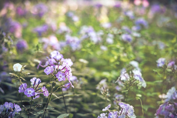 artistic floral photography of soft focus small purple flowers in natural gardening unfocused bokeh environment 