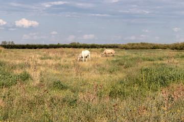 Obraz na płótnie Canvas Landscape with Upper Thracian Plain, Bulgaria