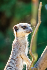 Fototapeta premium Individual Meerkat looking for predators
