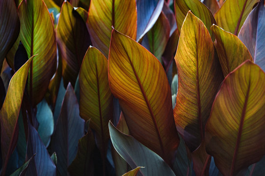 Canna x generalis with large beautiful oblong leaf plates painted in dark purple, violet, dark green or bronze red colour, close up.  Natural patterns, ornamental plant. 