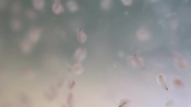 Water flea (Daphnia magna) is a small planktonic crustacean under microscope view for education.