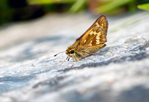 Polilla, Ephestia Elutella, Vereda La Peña.