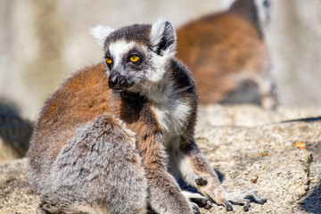 Ring tailed lemur sitting on a rock closeup