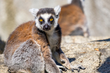 Ring tailed lemur sitting on a rock closeup