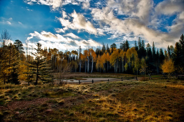 High Mountain Meadow