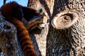 Red panda sleeping in a tree
