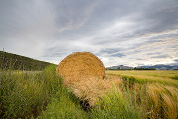 A roll of hay at the edge of a field is lit up by the setting sun early evening in the rural countryside in Canterbury, New Zealand