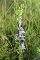 Great blue lobelia at Blue Star Woods in Glenview, Illinois