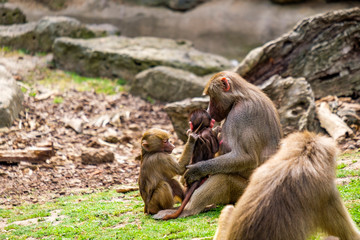 Female baboon and baby in a zoo