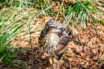 Bush stone Curlew walking along the ground, Australia
