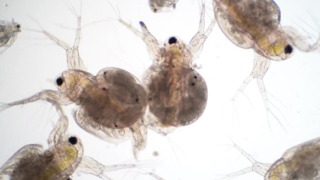 Water flea (Daphnia magna) is a small planktonic crustacean under microscope view for education.