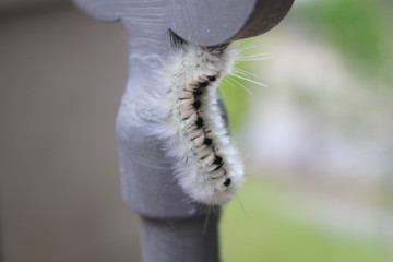 White caterpillar on grey gate
