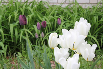 White Purple Summer Garden Tulip Flowers