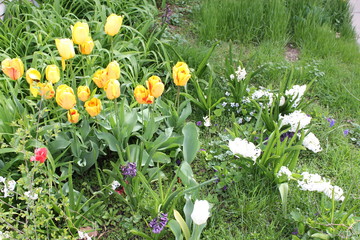 Yellow White Summer Garden Tulip Flowers