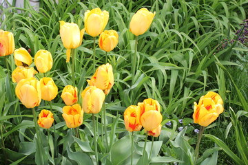 Yellow Summer Garden Tulip Flowers