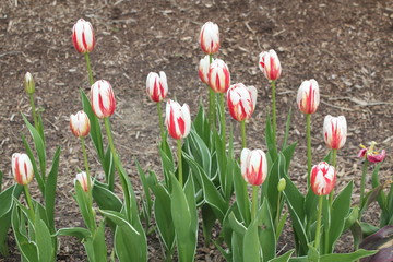 Pink White Summer Garden Tulip Flowers