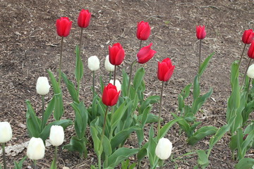 Red White Summer Garden Tulip Flowers