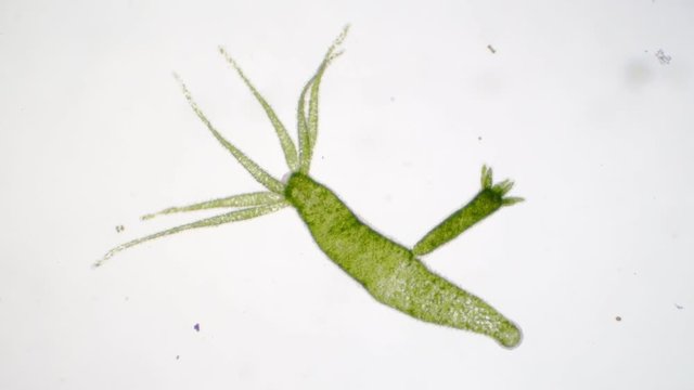 Hydra is a genus of small, fresh-water animals of the phylum Cnidaria and class Hydrozoa.