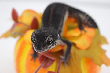 Pumpkin Gecko 1