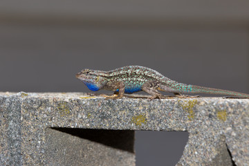 Western Fence Lizard