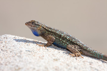 Western Fence Lizard