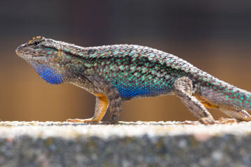 Western Fence Lizard