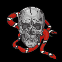 Skull with a milk snake on a black background. Vector graphics.