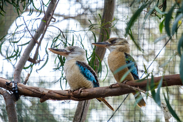 Blue winged kookaburra pair on tree brach at zoo, Australia