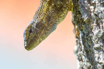 Western Fence Lizard