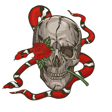 Skull with a milk snake and a rose. Vector graphics