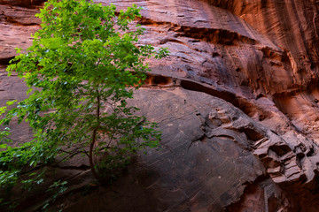 A lone tree in slot canyon Singing Canyon Grand Staircase Escalante National Monument