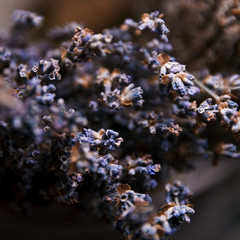 Fragment of floral design. Abstract romance background, soft focus.