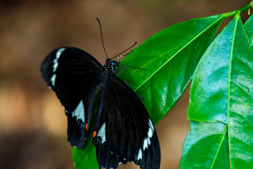 Black and red butterfly macro closeup on leaf