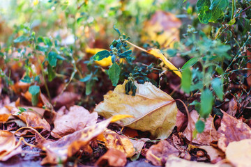 Autumn preparation concept. Season specific. Blurred underwood close up.