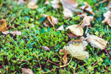 Beautiful fading yellow leaves on green grass. Cold september weather. Autumn forest or park natural landscape, close up, soft focus.